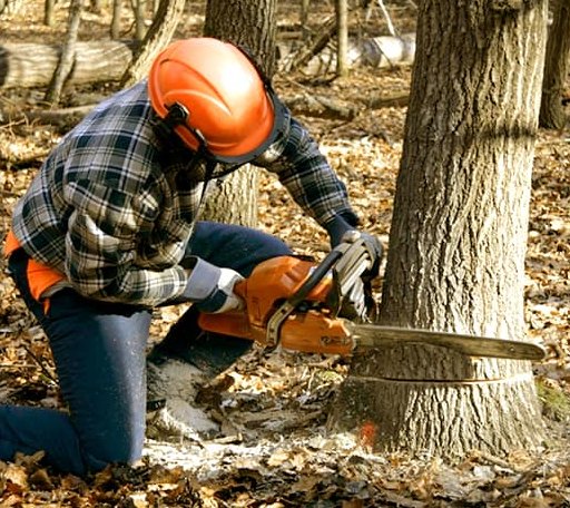 Tree Removal in Allen, KS